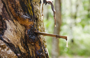 Copaiba Balsam Essential Oil