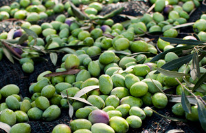 Organic Olive Oil